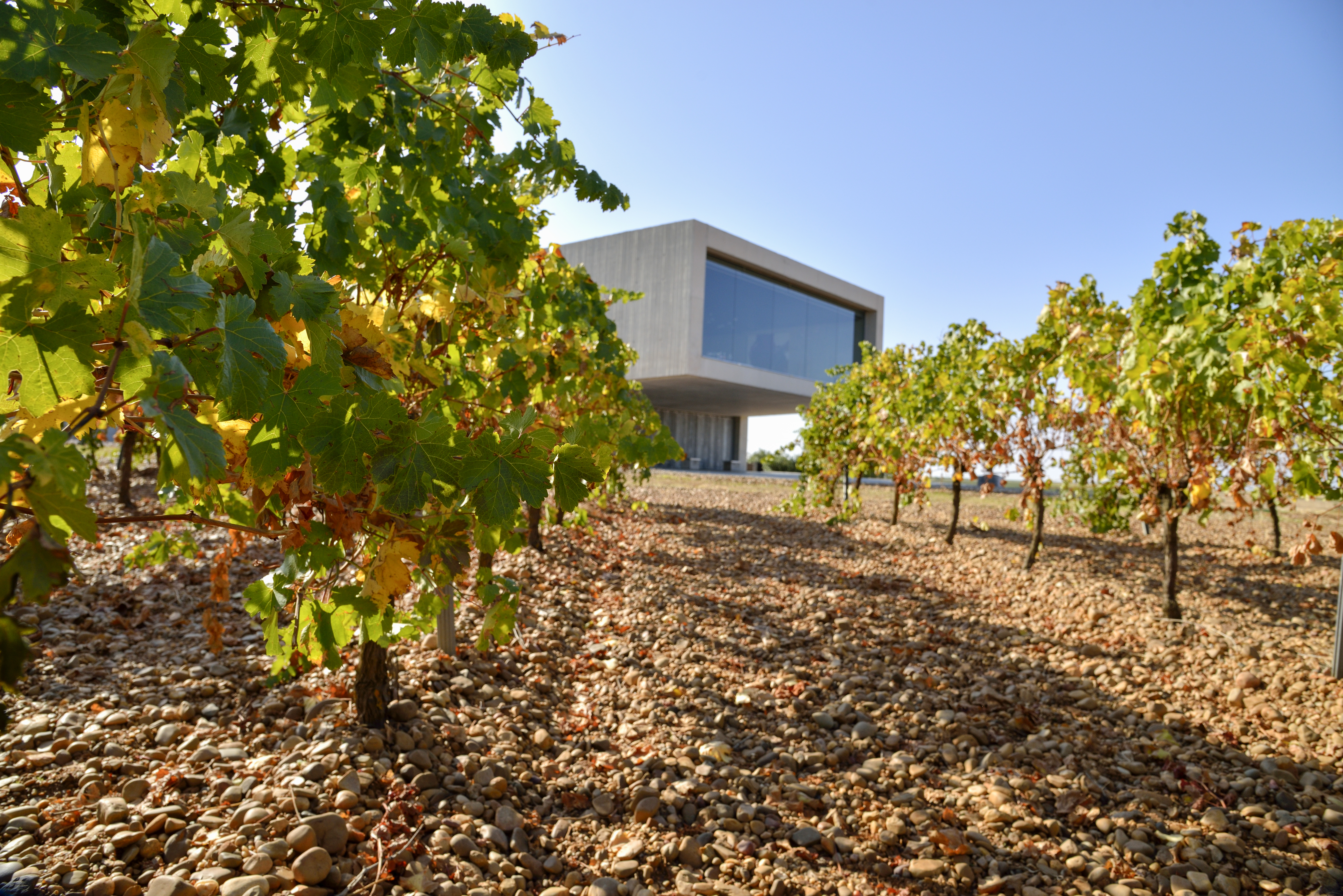 Viñedos y bodega de Belondrade