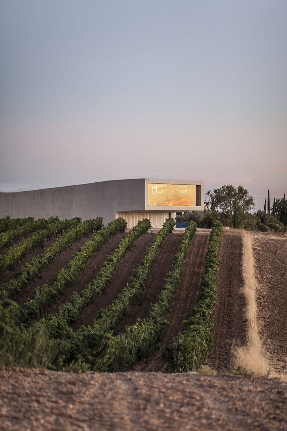Viñedos de Castilla y León al atardecer