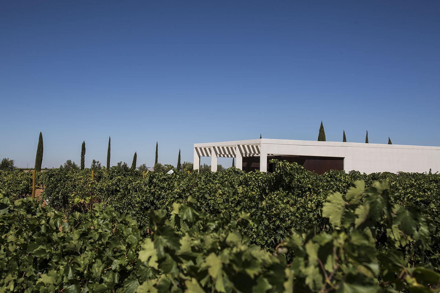 Viñedos de Belondrade